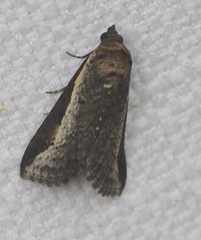 Lophoptera vittigera
