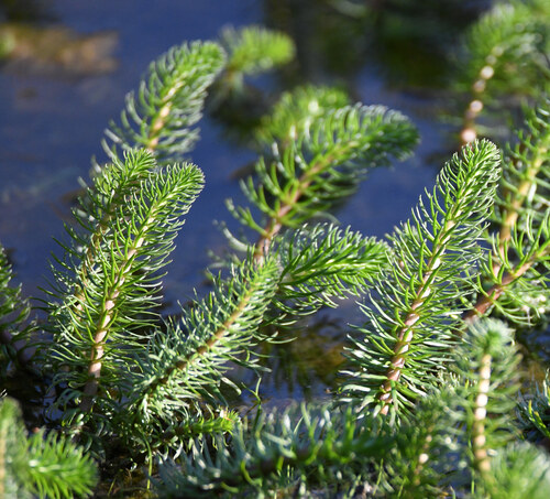 Common Mare's Tail (Hippuris vulgaris)