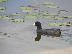 Fulica americana
