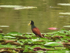 Jacana spinosa