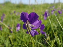 Viola lutea lutea
