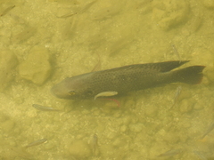 Oreochromis mossambicus