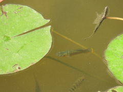 Poecilia mexicana
