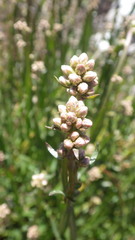 Baccharis sagittalis