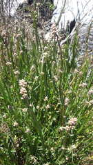 Baccharis sagittalis