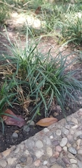 Ophiopogon