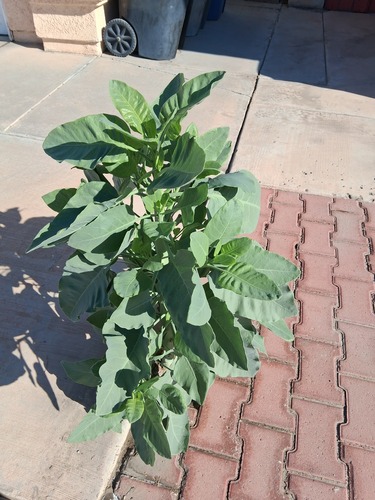 tree tobacco