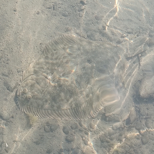 Black flounder (Rhombosolea retiaria) — Pleuronectidae — 5