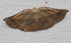Xenomusa metallica