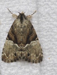 Alophosoma emmelopis