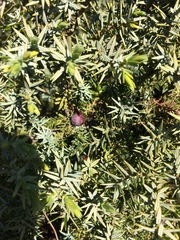 Juniperus