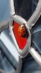 Harmonia axyridis