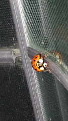 Harmonia axyridis