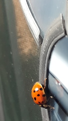 Harmonia axyridis