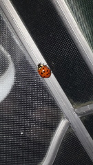 Harmonia axyridis