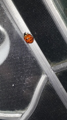 Harmonia axyridis