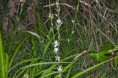 Chlorophytum comosum