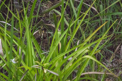 Chlorophytum comosum