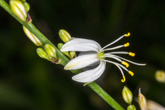 Chlorophytum comosum