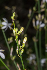 Chlorophytum comosum