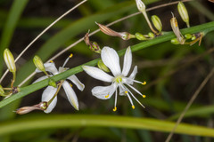 Chlorophytum comosum