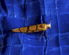 Argyresthia alternatella