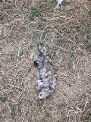 Didelphis virginiana