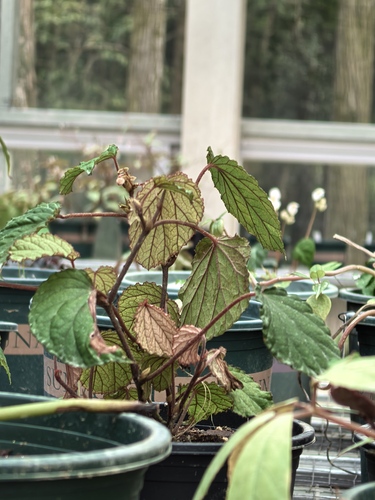 Begonia sublongipes