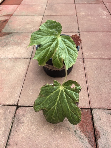 Begonia tetralobata