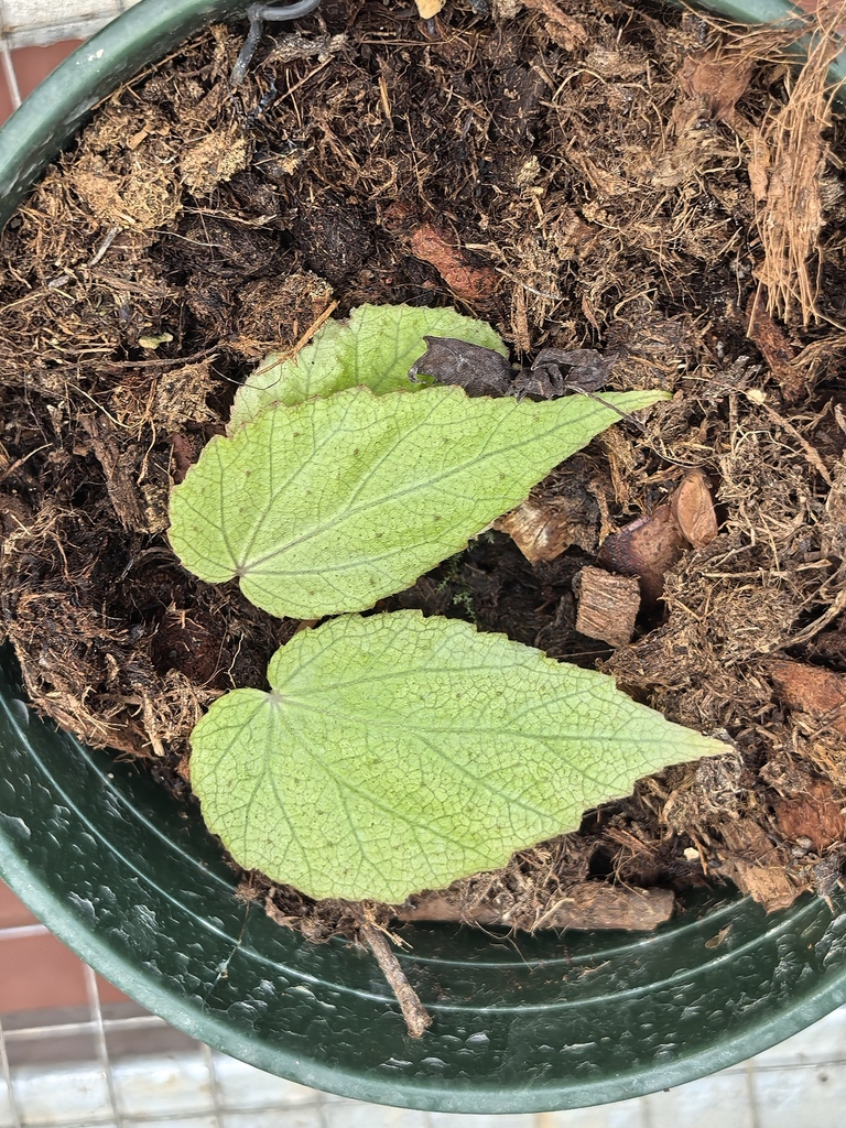 Begonia ornithophylla
