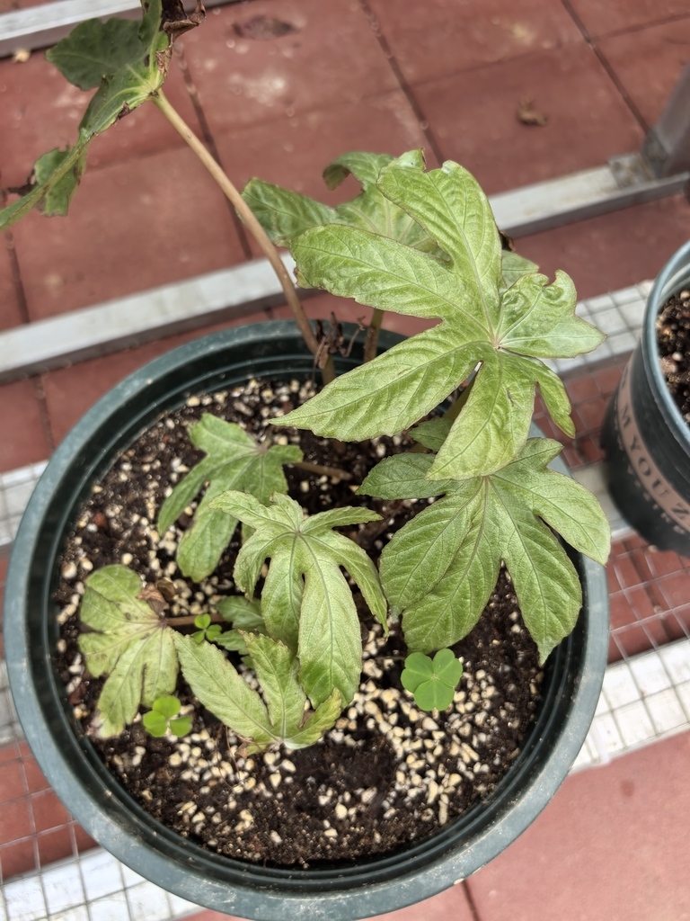 Begonia laminariae (Begonia laminariae)