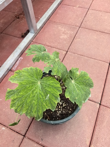 Begonia truncatiloba