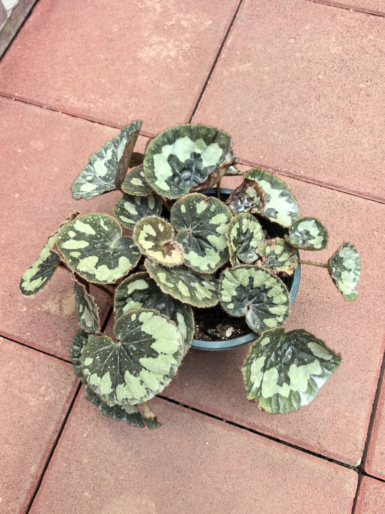 Begonia sublobata