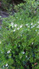 Gaultheria poeppigii