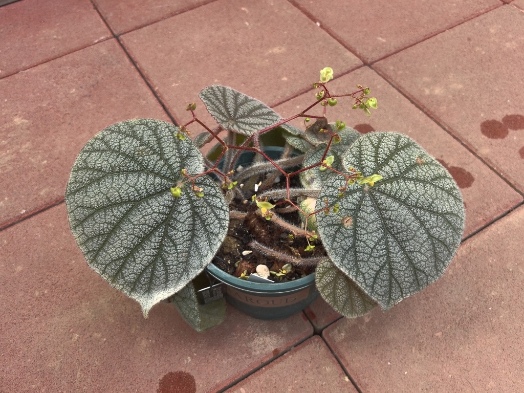 Begonia filiformis
