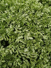 Nasturtium officinale