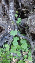 Hydrocotyle poeppigii
