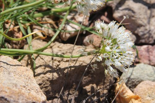 Allium subvillosum, photograph 2