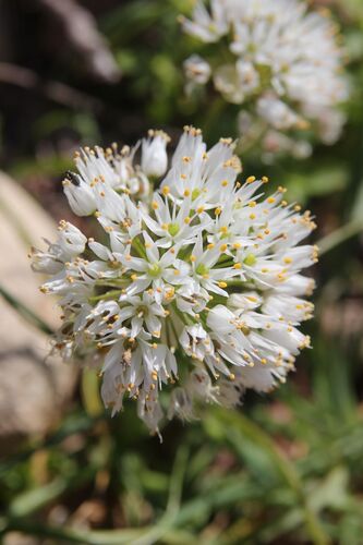 Allium subvillosum, photograph 3