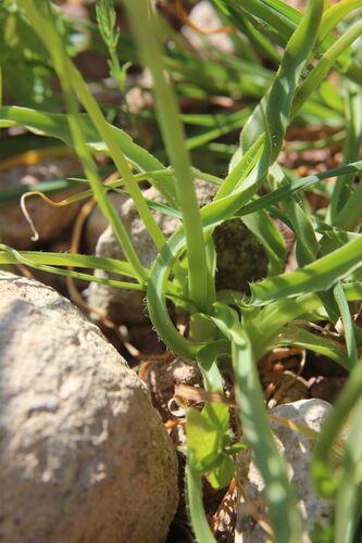 Allium subvillosum, photograph 4