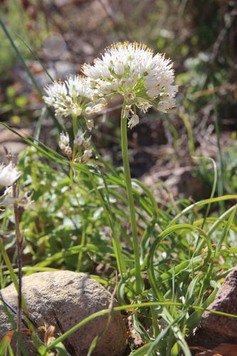 Allium subvillosum, photograph 5