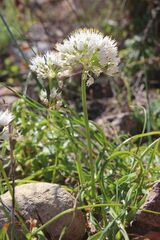 Allium subvillosum, photograph (c) Olivier Argagnon, some rights reserved (CC BY)
