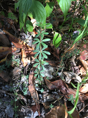 Galium aschenbornii