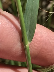 Eragrostis echinochloidea