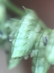 Eragrostis echinochloidea