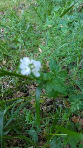 iNaturalist observation photo of milkmaids