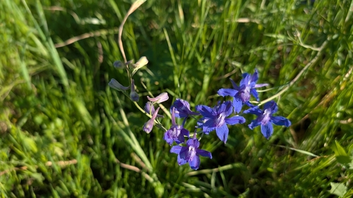 iNaturalist observation photo of larkspurs