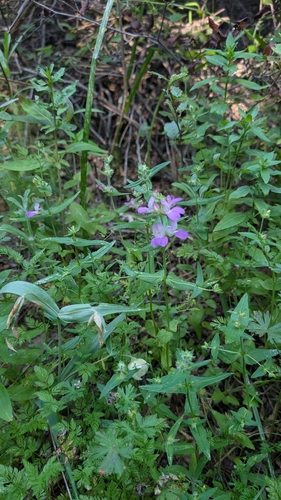 iNaturalist observation photo of Purple Chinese Houses