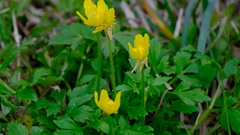 Ranunculus macranthus