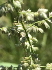 Eragrostis echinochloidea